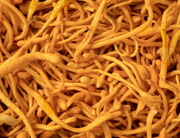Les bienfaits du Cordyceps prouvés par la science