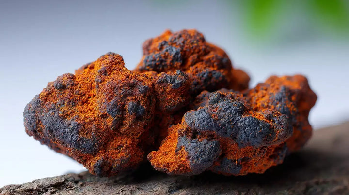 champignon adaptogène chaga