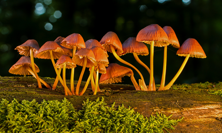 Champignons adaptogènes : qu’est-ce que c’est et comment ça fonctionne ?