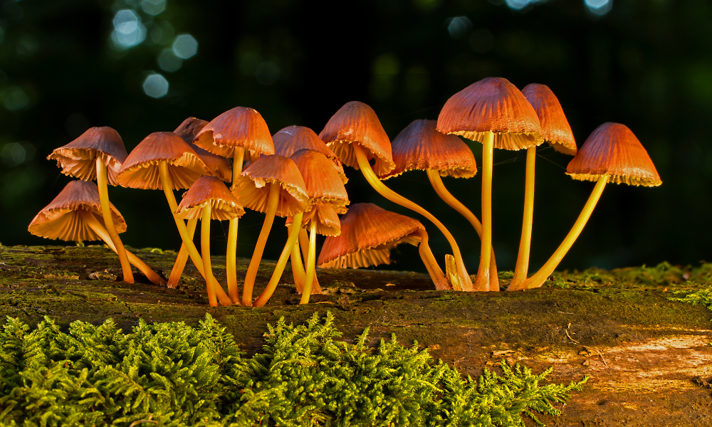 Champignons adaptogènes : définition, fonctionnement et bienfaits pour la santé