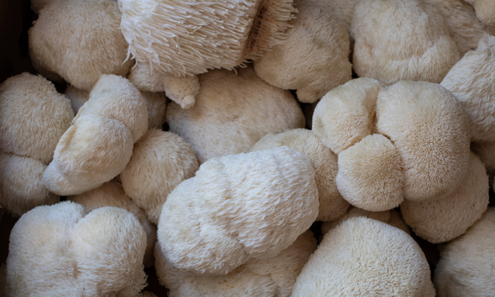 Le Lion's Mane : le champignon qui prend soin de ton cerveau